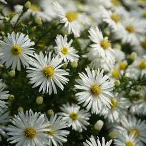Aster alpina ´White´ (Astra alpínska) °