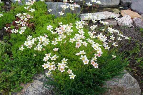 Saxifraga arendsii ‘Alba’ (Lomikameň arendsov)