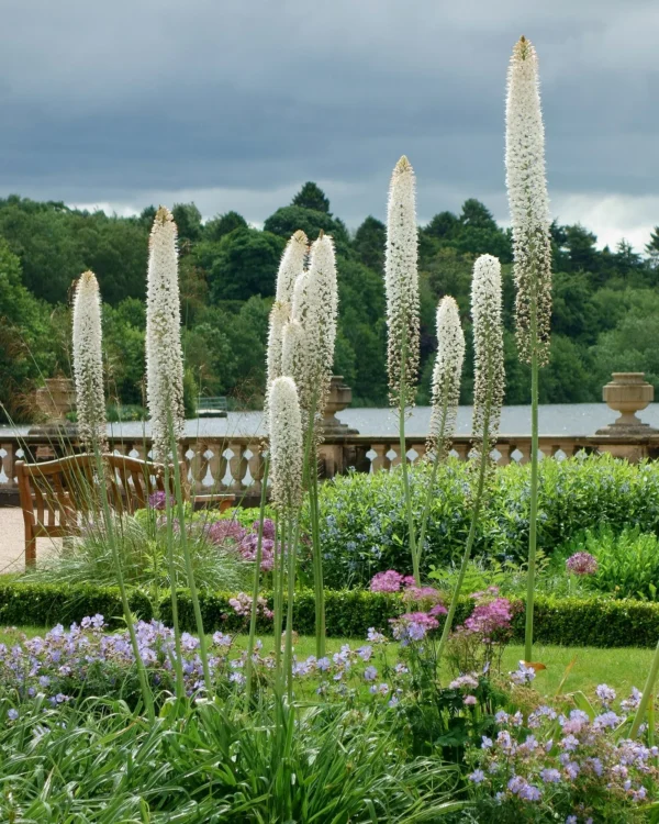 Eremurus himalaicus (Fakľa himalájska) ´