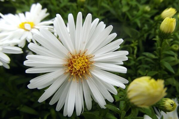 Aster alpina ´White´ (Astra alpínska) ° - Image 3