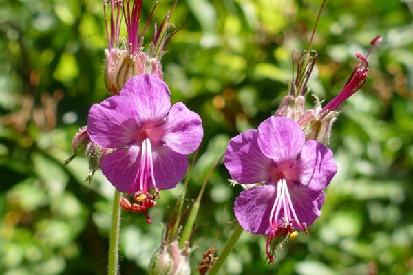 Geranium macrorrhizum (Pakost) °