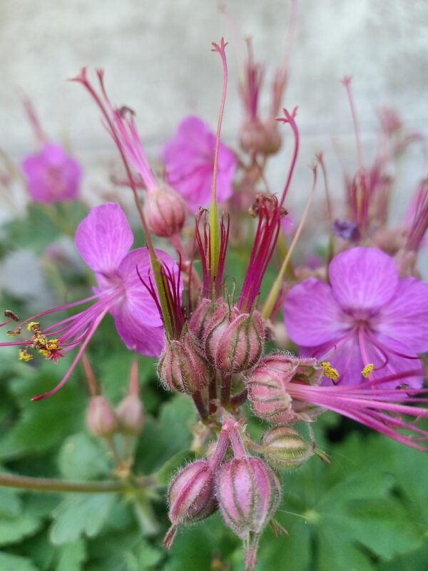 Geranium macrorrhizum (Pakost) ° - Image 2
