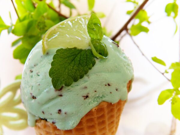 Stevia rebaudiana ´Sweety´ (Stévia). - Image 2