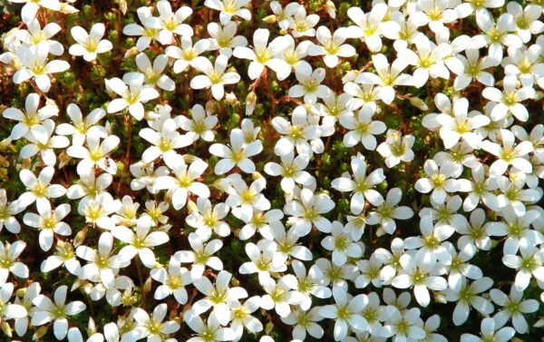 Saxifraga arendsii ‘Alba’ (Lomikameň arendsov) - Image 2