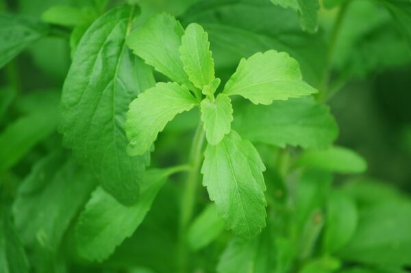 Stevia rebaudiana ´Sweety´ (Stévia).