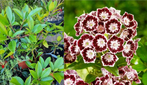 Kalmia lat. ´Black Label´ (Kalmia širokolistá) - posledný 1ks - Image 2