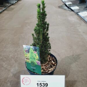 Picea glauca 'Zuckerhut'  (Smrek biely) ´