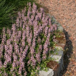 Ajuga reptans 'Rosea' (Zbehovec plazivý)