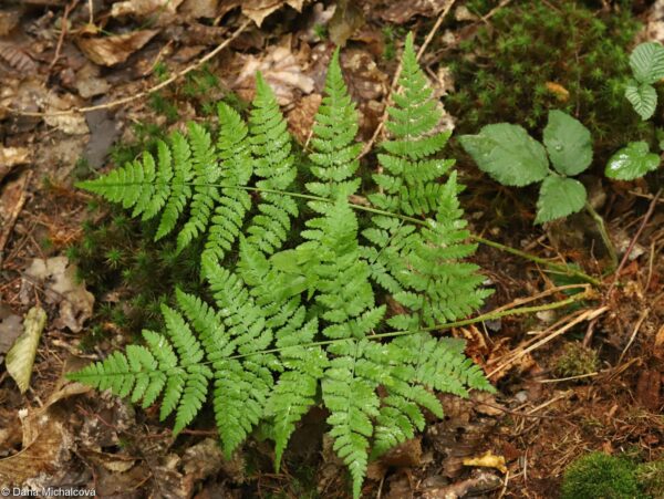 Dryopteris carthusiana (Papraď kartuziánska) ´