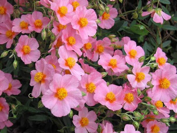 Helianthemum 'Wisley Pink' (Devätorník) +
