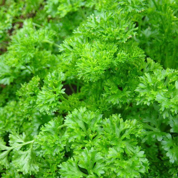 Petroselinum crispum ´Mooskrause Grandeur´ (Petržlen vňaťový kučeravý) - Image 2