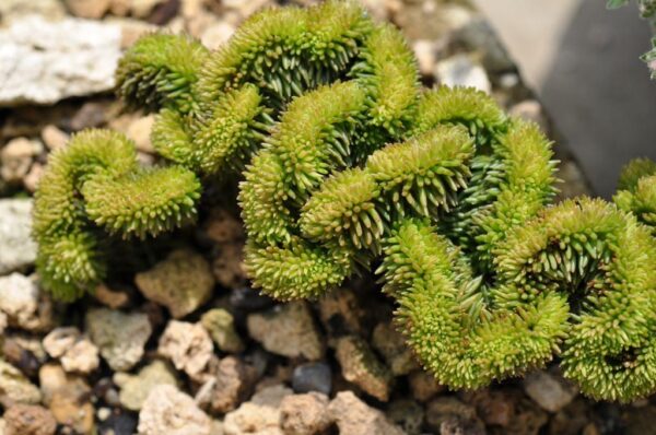 Sedum reflexum f. cristatum (Sedum reflexum forma cristatum)