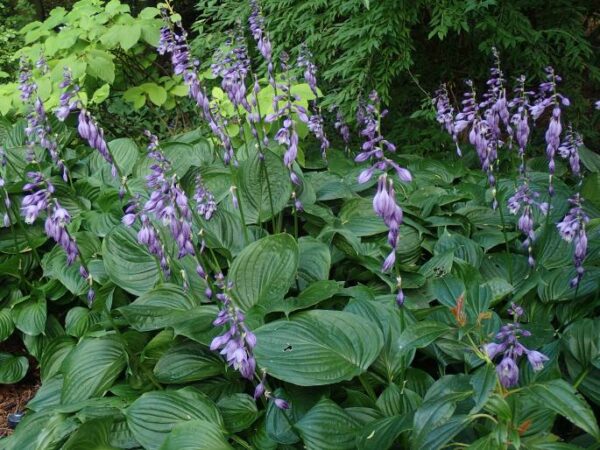 Hosta ventricosa (Hosta) °