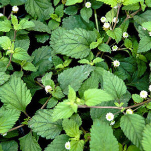 Lippia dulcis ´Colada´ (Aztécky cukor) .