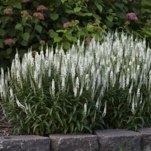 Veronica spicata 'First Lady' (Verónika klasnatá 'First Lady').
