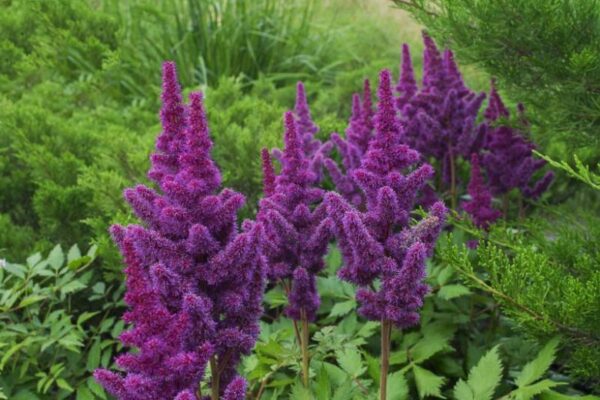 Astilbe ´Black Pearls´ (Astilbe/Čechrava) .