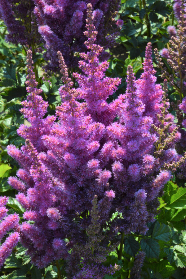 Astilbe ´Black Pearls´ (Astilbe/Čechrava) . - Image 2