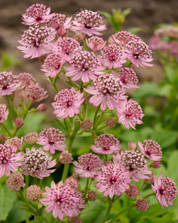 Astrantia major ´Pink Pride´ (Jarmanka)´.