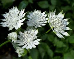 Astrantia major ´Shaggy´(Jarmanka väčšia) .