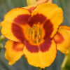 Hemerocallis ´Fooled Me´ (Ľaliovka).