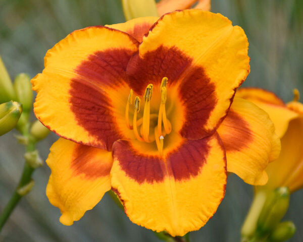 Hemerocallis ´Fooled Me´ (Ľaliovka).