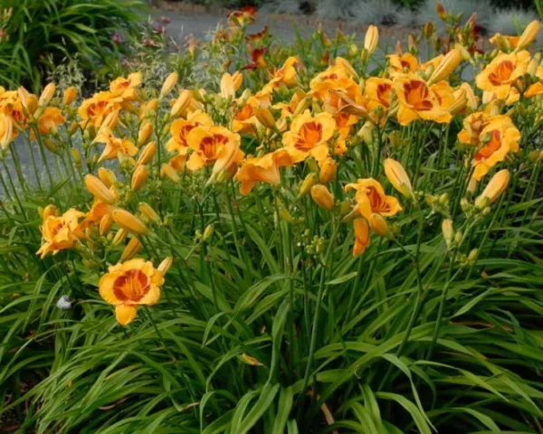 Hemerocallis ´Fooled Me´ (Ľaliovka). - Image 2