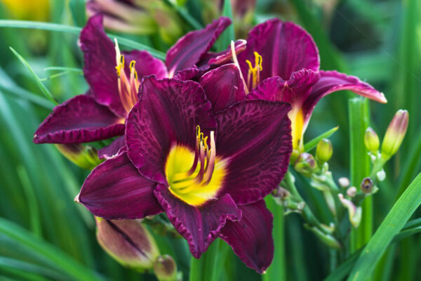 Hemerocallis ´Bela Lugosi´(Ľaliovka) - Image 2
