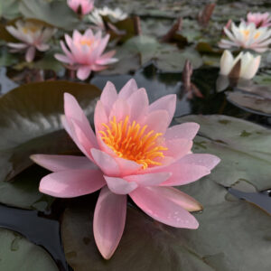 Nymphaea ´Rose Nymphe´ (Lekno)