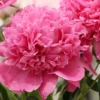 Paeonia edulis ´Superba´ (Pivónia)