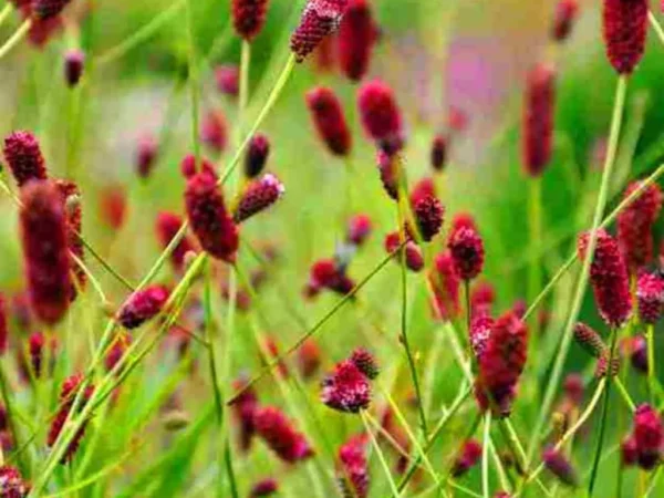 Sanguisorba off. ´Red Sunset´ (Krvavec).