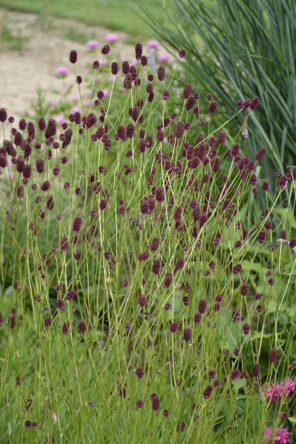 Sanguisorba off. ´Red Sunset´ (Krvavec). - Image 2
