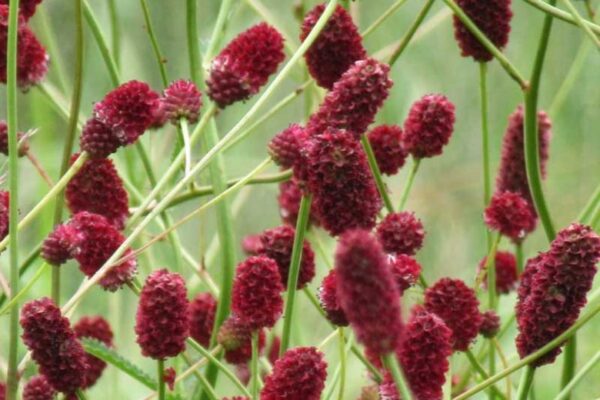 Sanguisorba off. ´Red Sunset´ (Krvavec). - Image 3