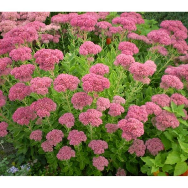 Sedum spectabile ´Brilliant´ (Rozchodník) ´ - Image 2
