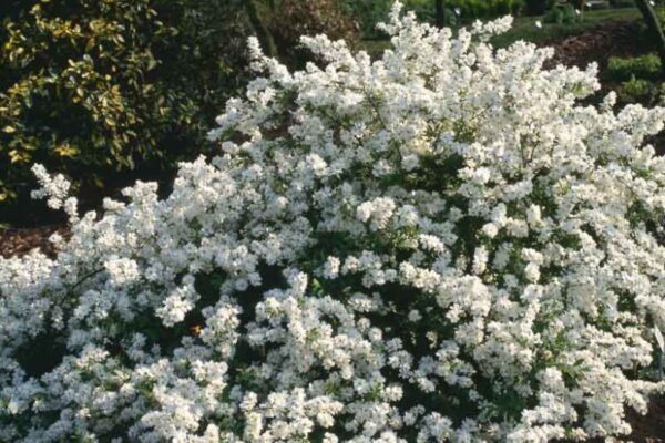 Exochorda macrantha ´The Bride´ (Hroznovec strapcovitý)