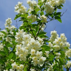 Philadelphus coronarius (Pajazmín vencový)