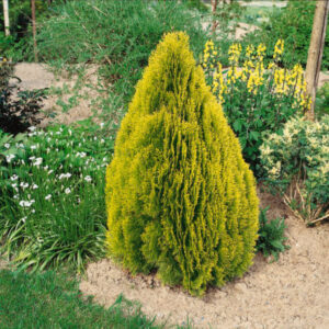 Thuja occ. ´Pyramidalis Aurea´ (Tuja západná)