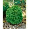 Thuja occ. ´Teddy´ (Tuja západná)