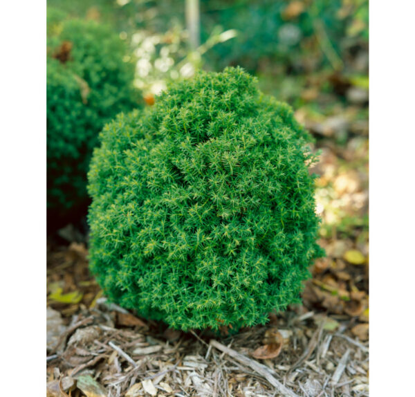 Thuja occ. ´Teddy´ (Tuja západná)