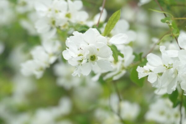 Exochorda macrantha ´The Bride´ (Hroznovec strapcovitý) - Image 2