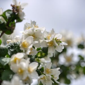 Philadelphus ´Dame Blanche´ (Pajazmín vencový)