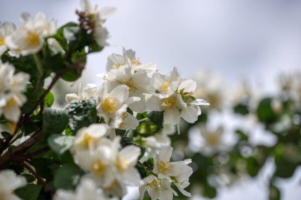 Philadelphus ´Dame Blanche´ (Pajazmín vencový)