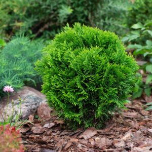 Thuja occ. ´Little Boy´(Tuja západná)