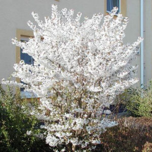 Prunus kurilensis ´Brilliant´ (Čerešňa kurilská)