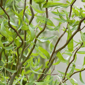 Salix matsudana ´Tortuosa´(Vŕba babylonská)