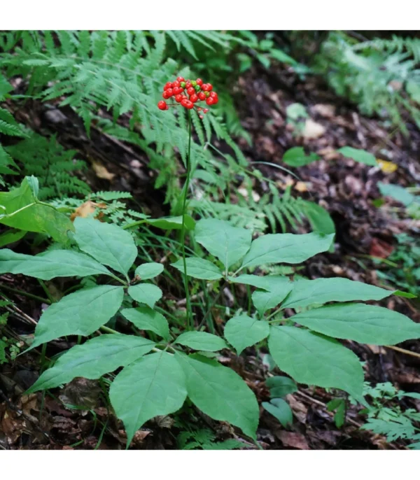 Panax ginseng (Ženšen - Všehoj ázijský)