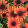 Echinacea ´Orange Pearl´ (Echinacea) °