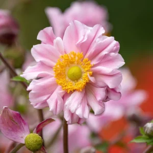 Anemone ´Garden Breeze Whirlwind Pink´ (Veternica/Sasanka) °