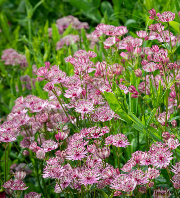 Astrantia ´Sparkling Stars Pink´ (Jarmanka väčšia).