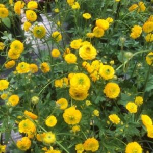 Ranunculus acris ´Multiplex´ (Iskerník prudký).
