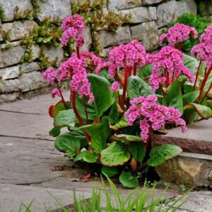 Bergenia cordifolia ´Rotblum´ (Bergénia) °//